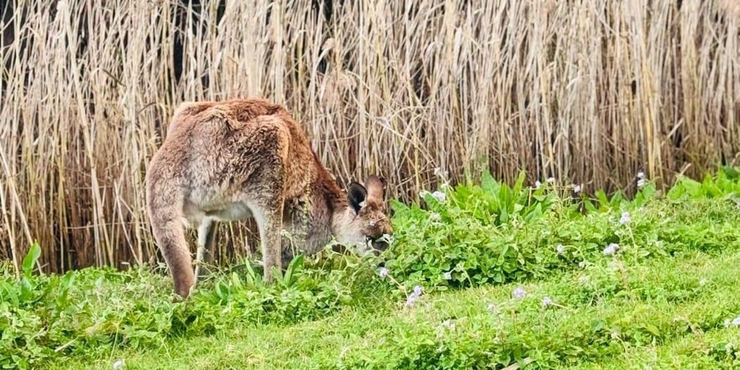 Eastern grey kangaroo grazing beside the reeds at Coombabah