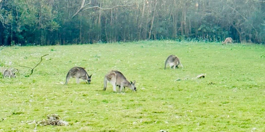 Kangaroos grazing at the edge of the bushland