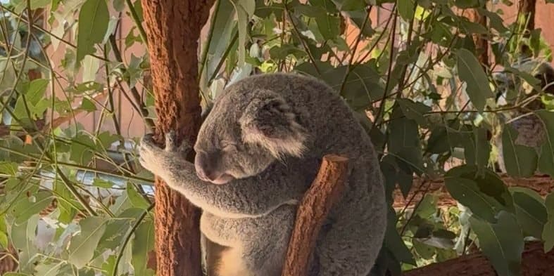 Koala sleeping in the fork of a eucalyptus tree
