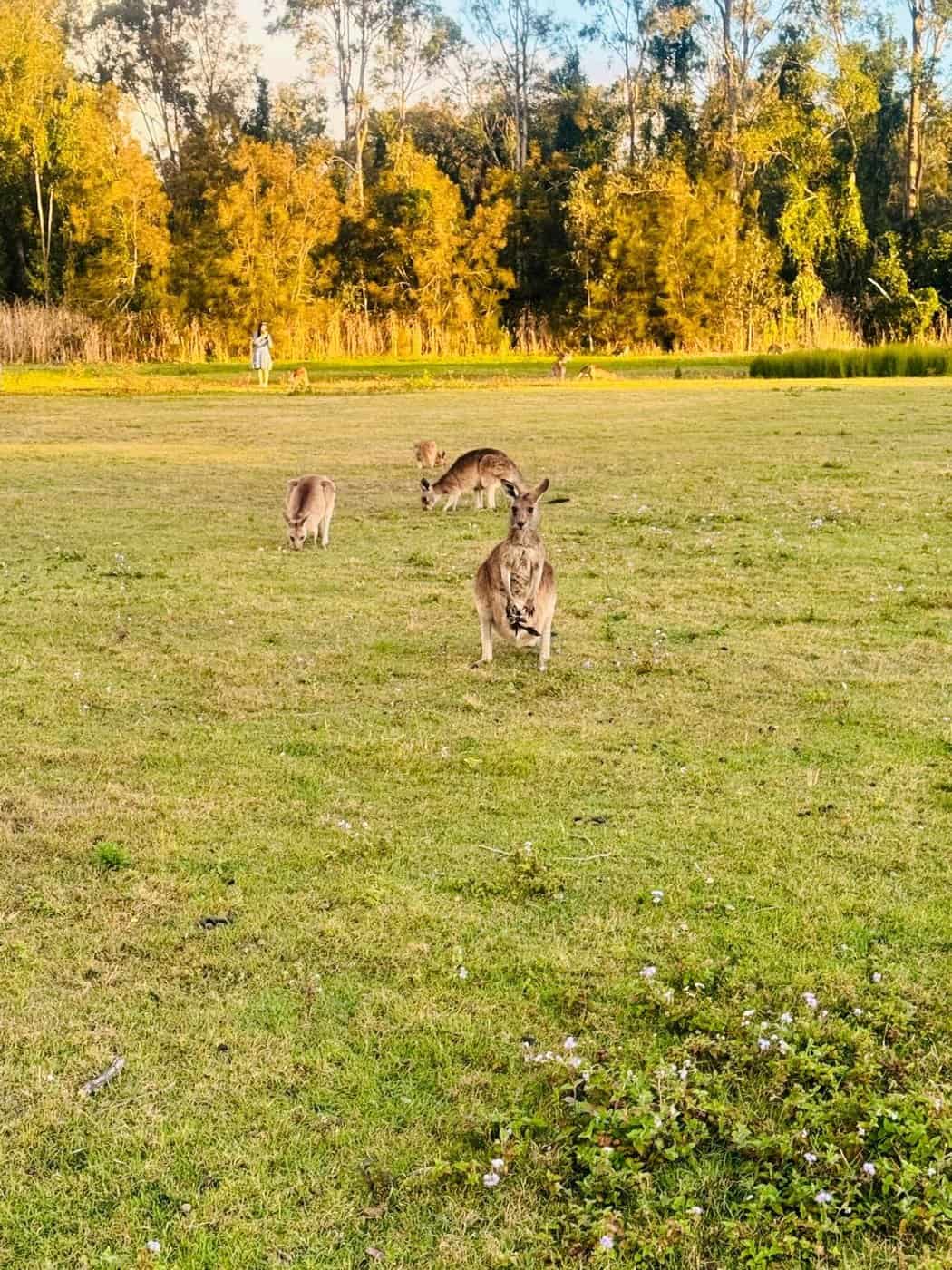 Wild eastern grey kangaroos grazing at golden hour