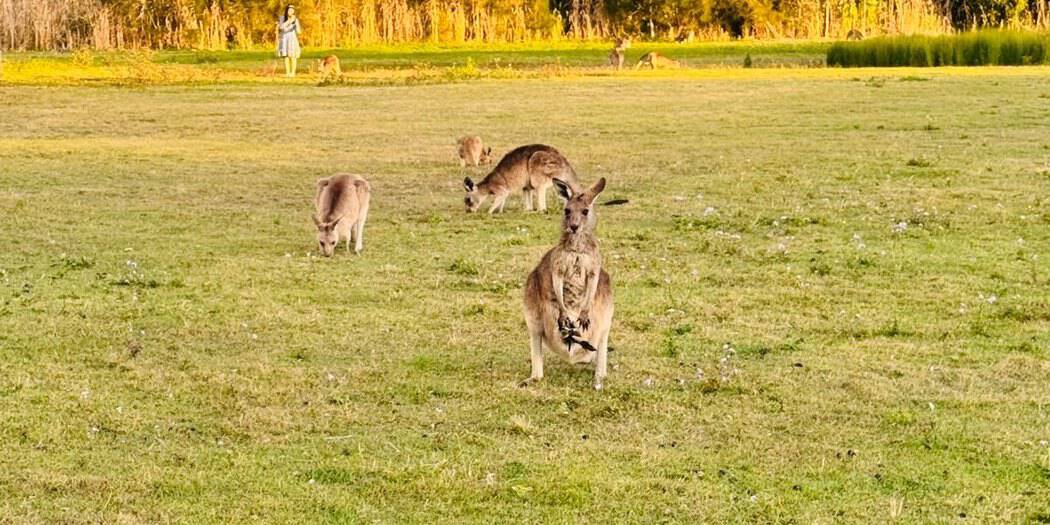 Mother kangaroo with a joey among grazing kangaroos
