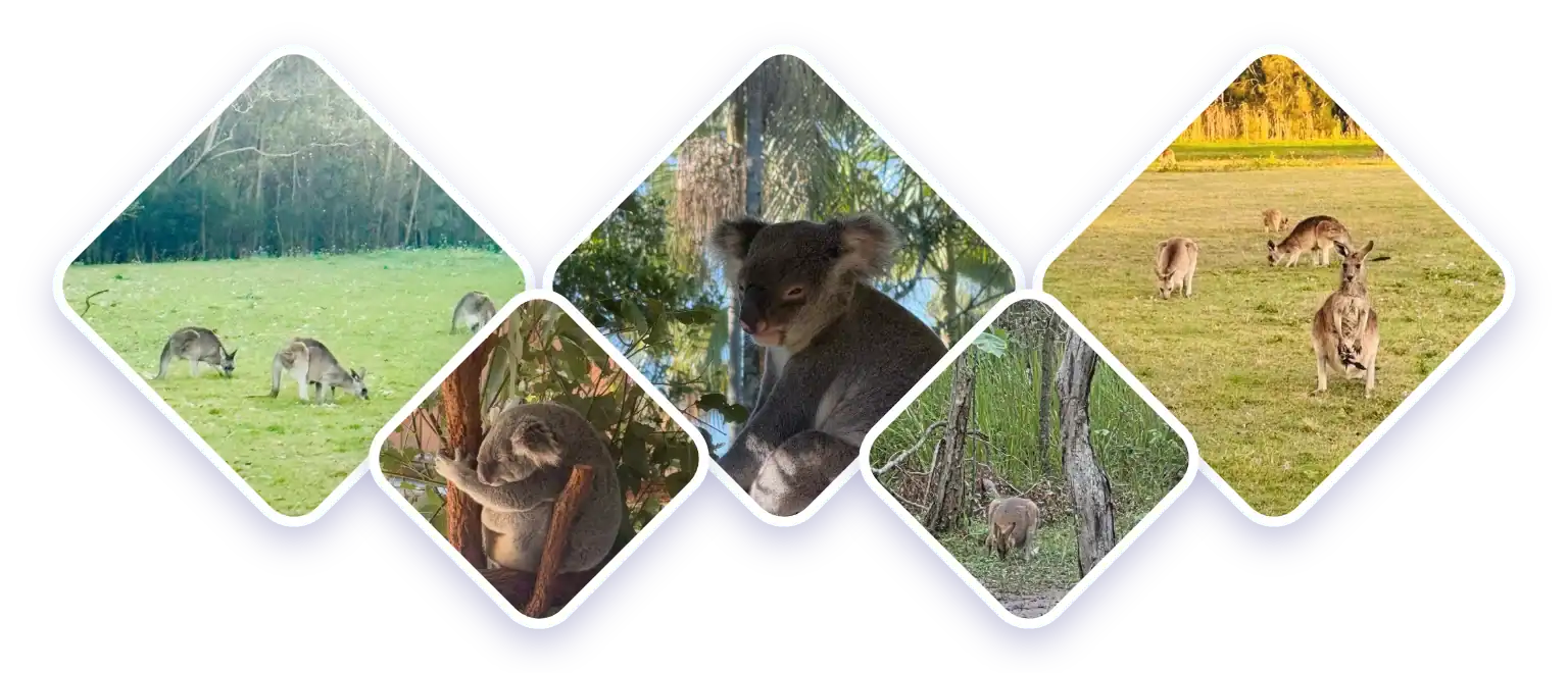 Gec did you know coombabah mobile v2