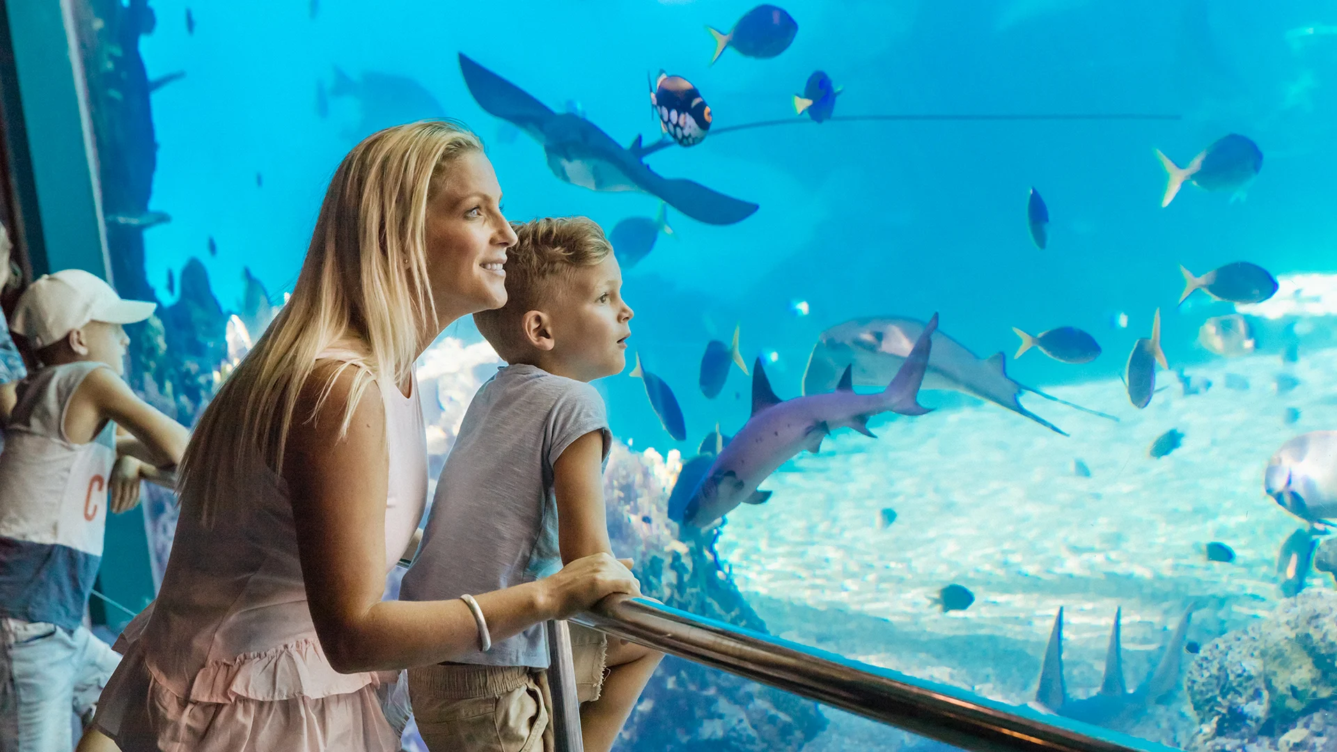 tp-attraction-sw-1920x1080-sharkbay-01.webp