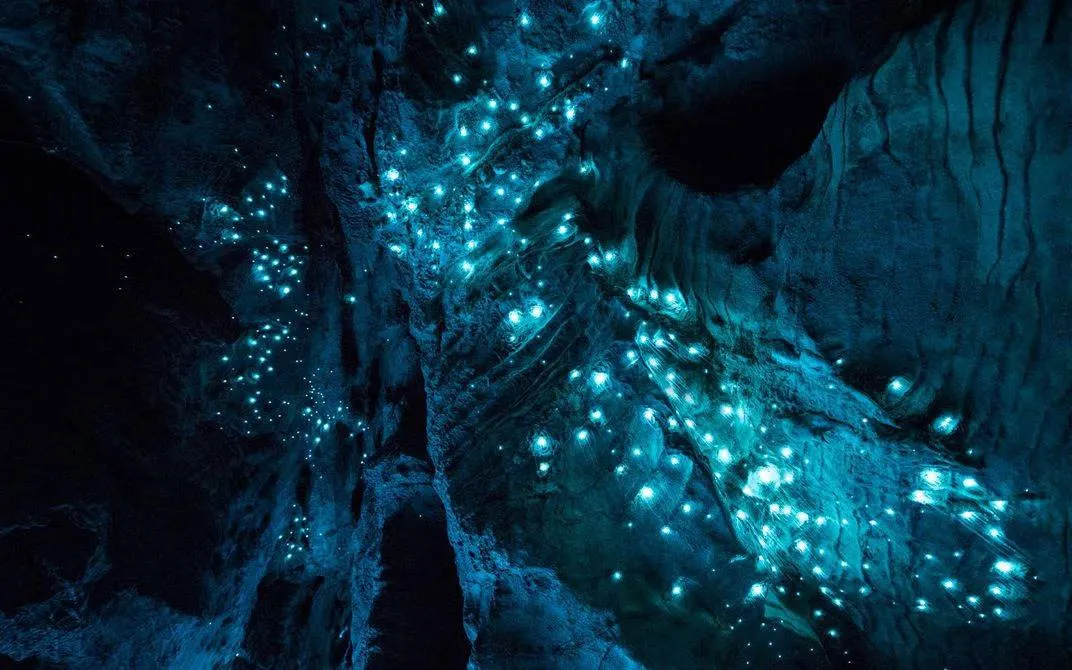 Glow Worm Caves & Magical Tamborine Mountain Tour