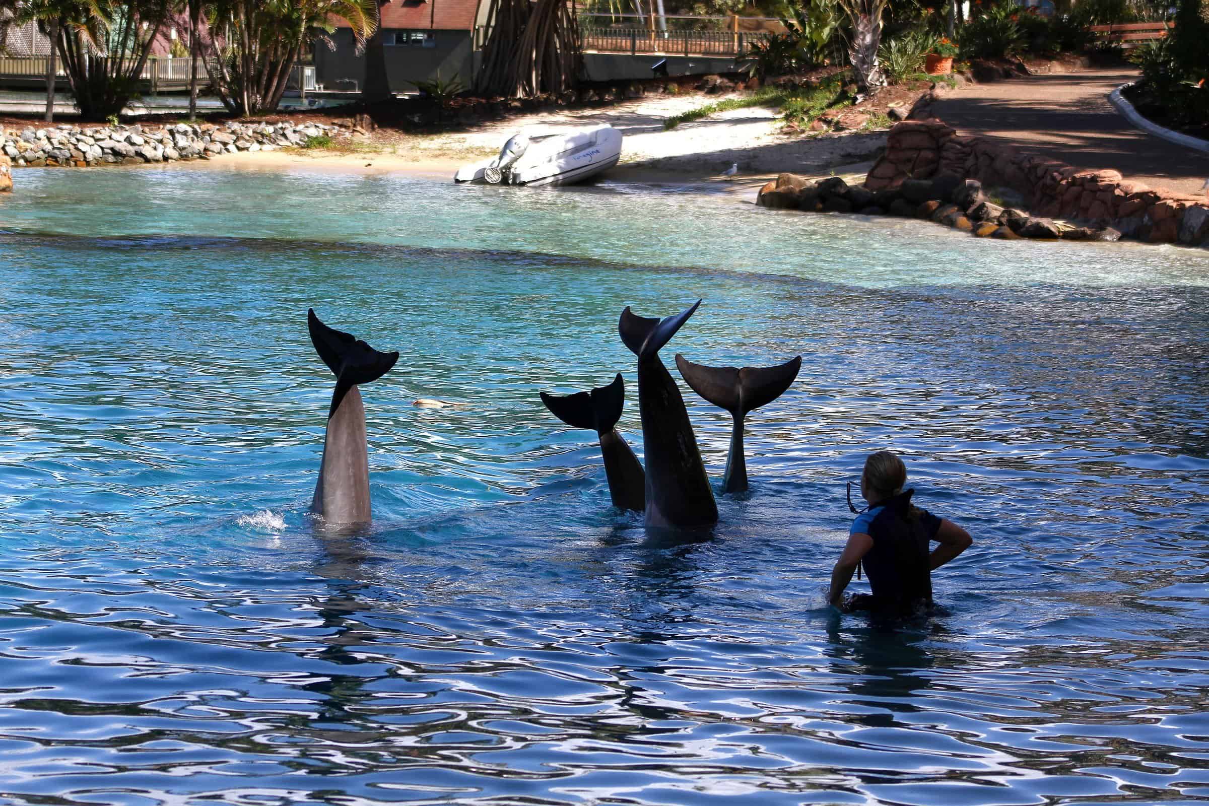 Private transfer to Sea World, Gold Coast
