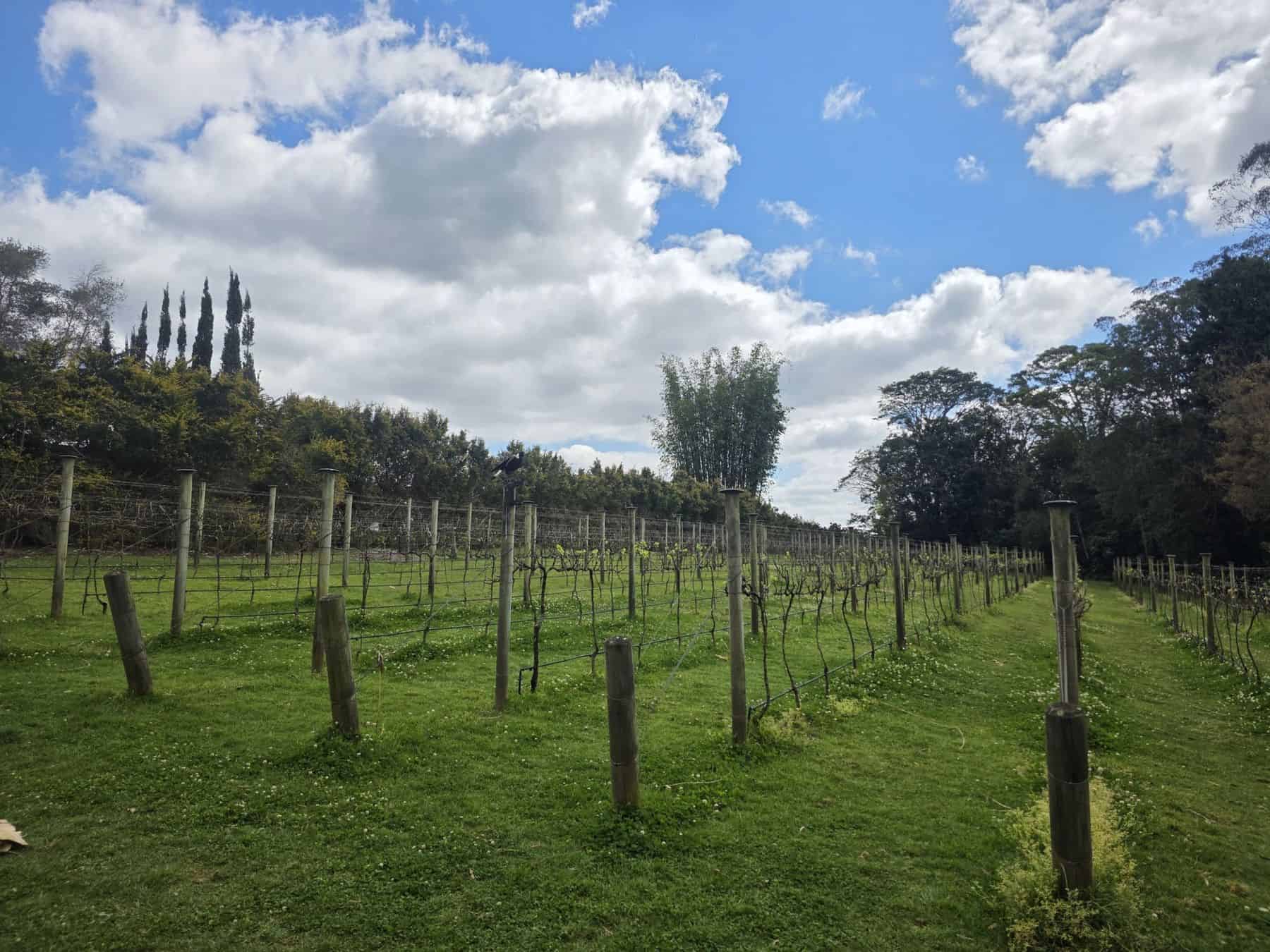 Rows of vines under a blue sky on Tamborine Mountain