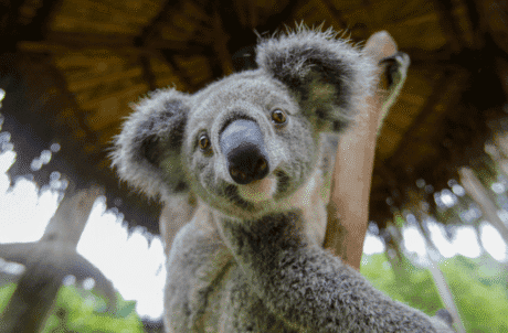 A koala, one of the Australian animals you can see at Australia Zoo