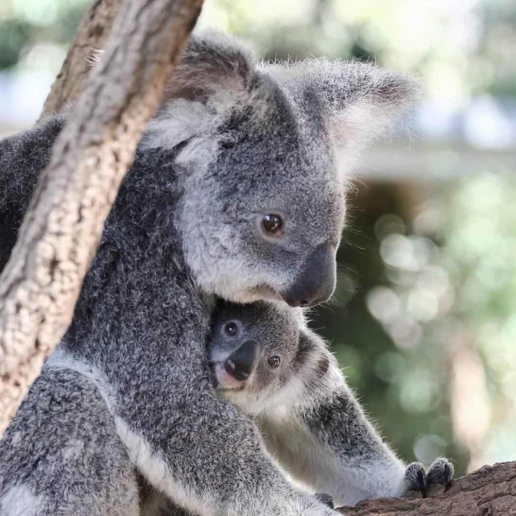 Coombabah Wildlife & Tamborine Mountain Tour