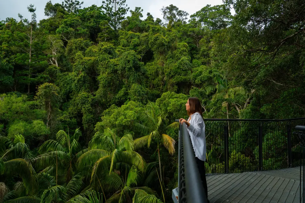Tamborine mountain rainforest walk